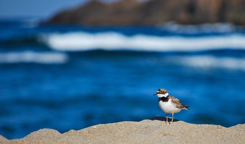 On the beachphoto preview