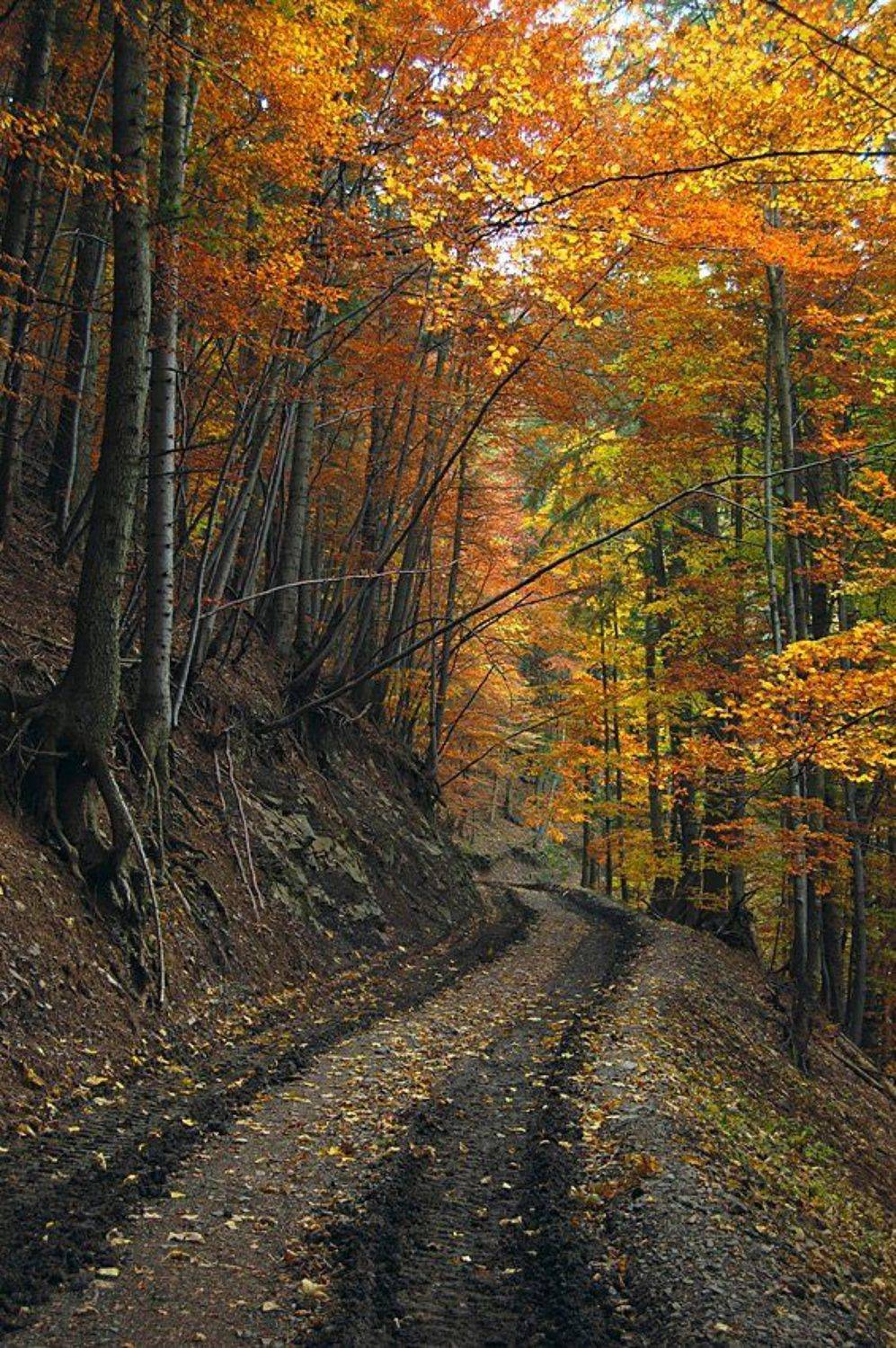 Золотий шлях / Golden way. Автор: Я карпати, Я