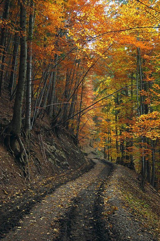 карпати Золотий шлях / Golden wayphoto preview