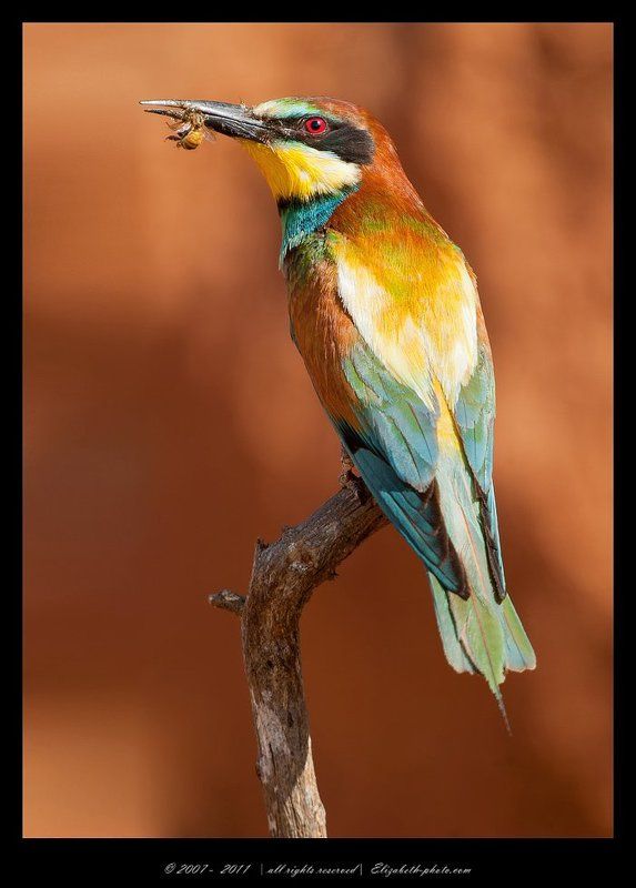 золотистая, щурка, пчелоедка, merops, apiaster, вее, еater, израиль, wildlife Золотистая щурка - Вее - еaterphoto preview