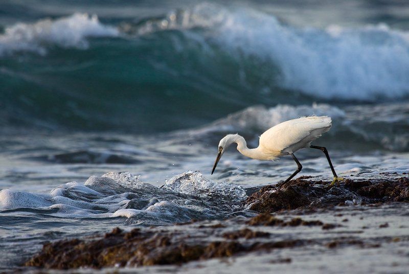 малая, белая, цапля разговор с прибоем....photo preview