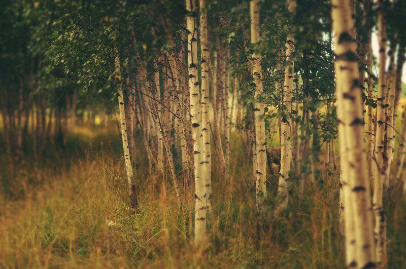 Вспомним о летеphoto preview