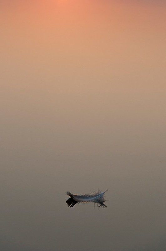 перо, вода, рассвет Хоккуphoto preview