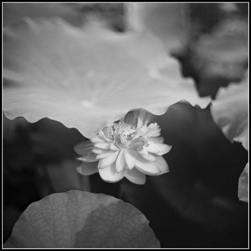 цветок лотосаphoto preview