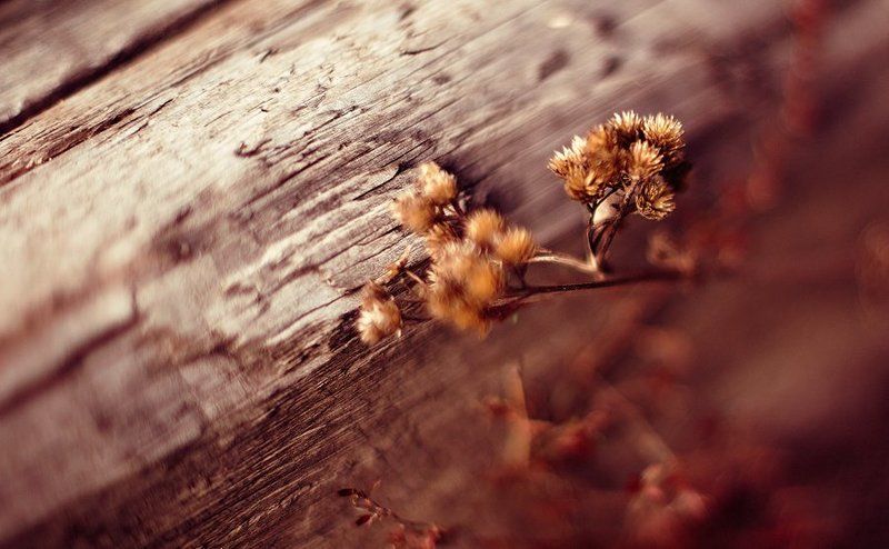 Запах древесиныphoto preview