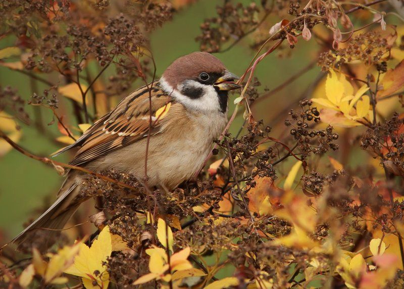 птицы, воробьи, осень Воробьиная осень.photo preview
