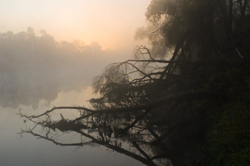 утро, восход, солнце, деревья, река, туман, свет, десна, украина, пироговка Покинутые жизненной силойphoto preview