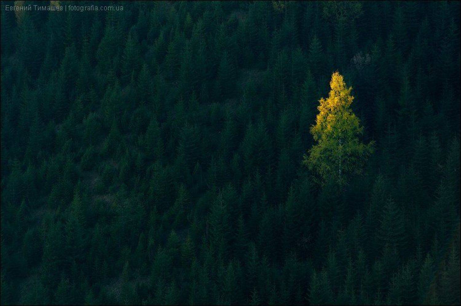 , Евгений Тимашёв