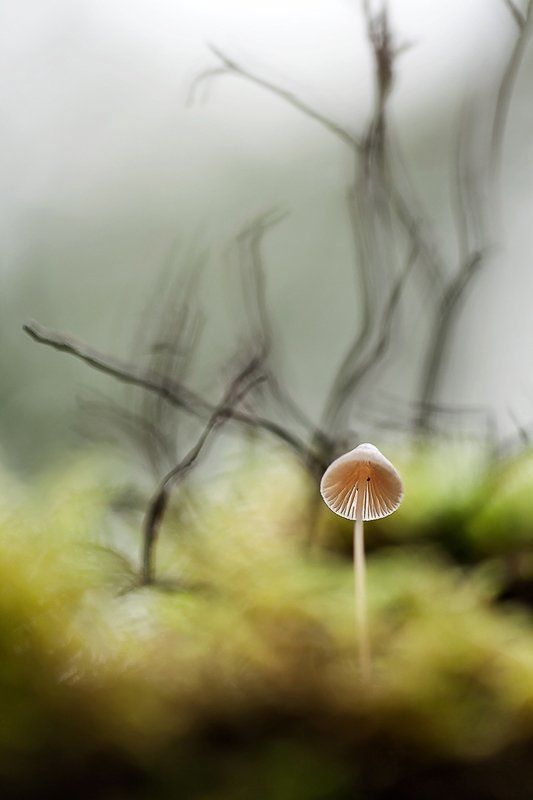 гриб, осень в небоphoto preview