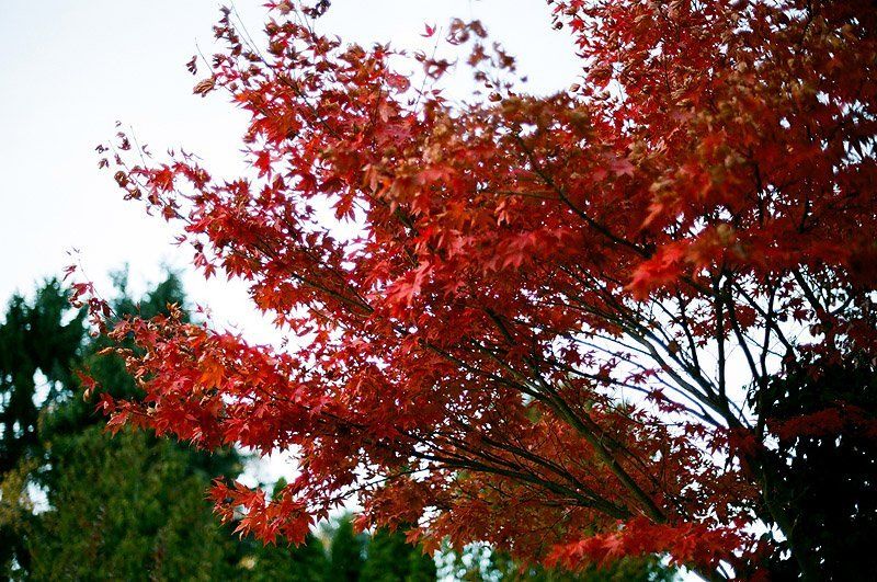 природа, осень, пленка Игра цветаphoto preview