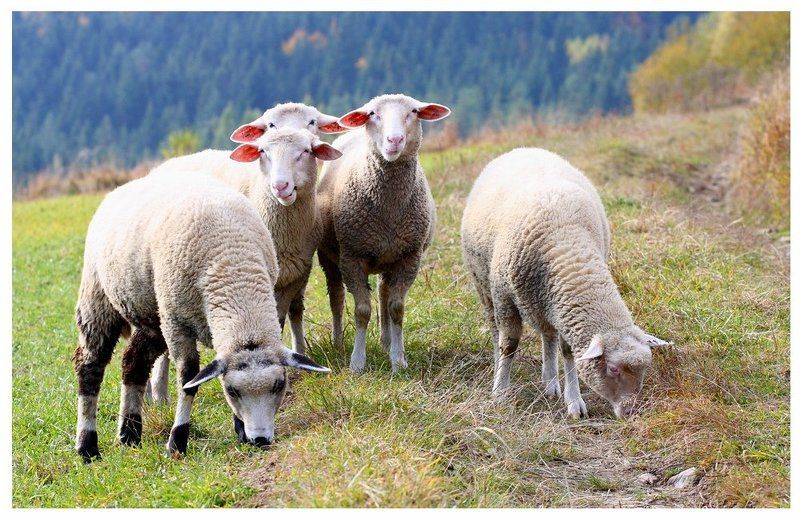 Совещание по следу ...photo preview