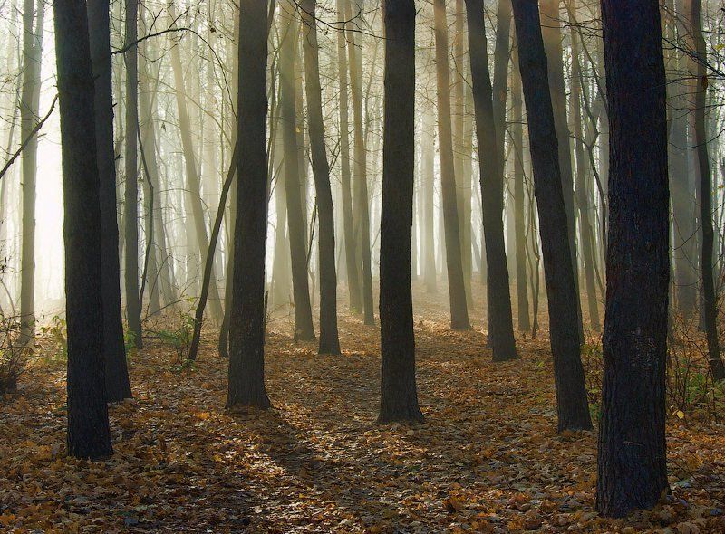 Утренний светphoto preview