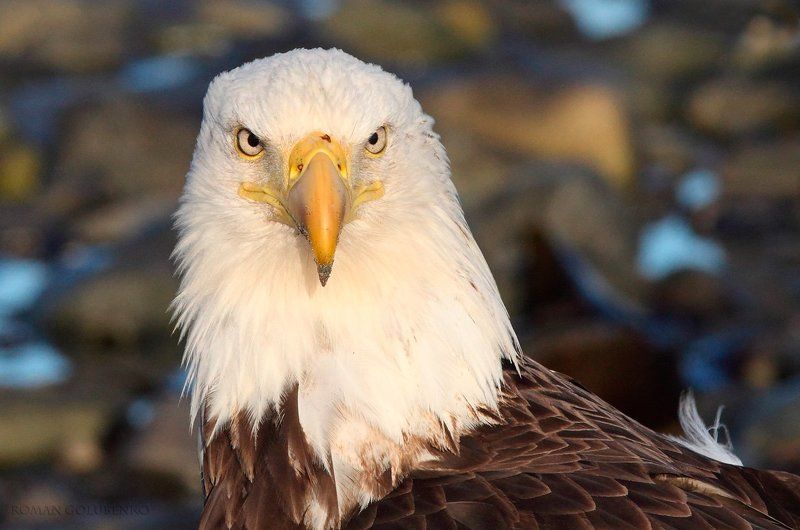 Oпять двойка? / Alaskan point of viewphoto preview