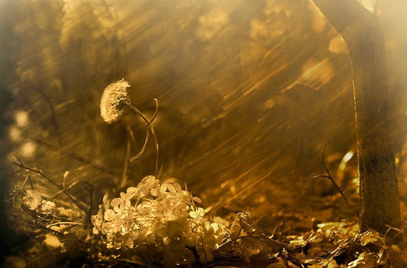 одуванчик, осень, песня последняя песня...photo preview