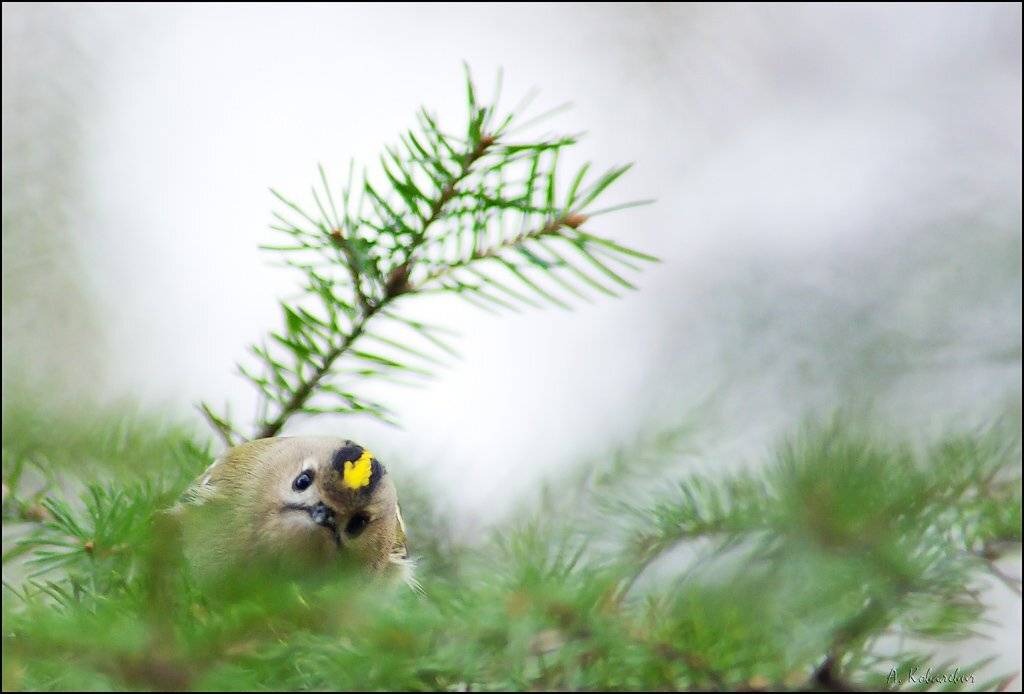 желтоголовый, королёк, Ковалевич А.