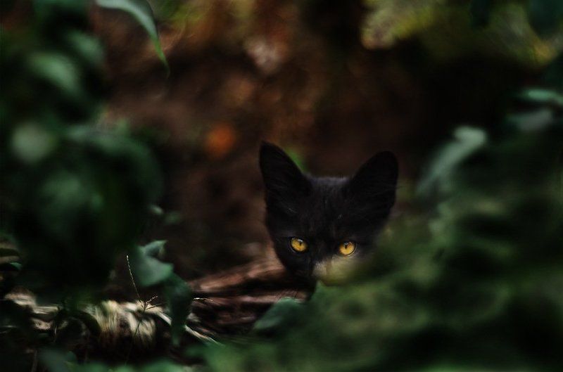 *********photo preview