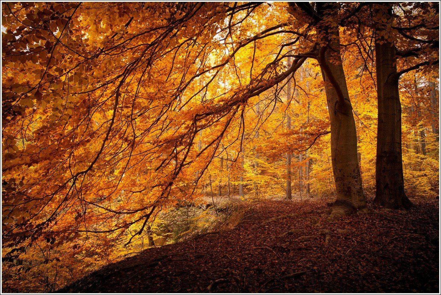 Осень. Автор: Григорий Иващенко , Григорий Иващенко