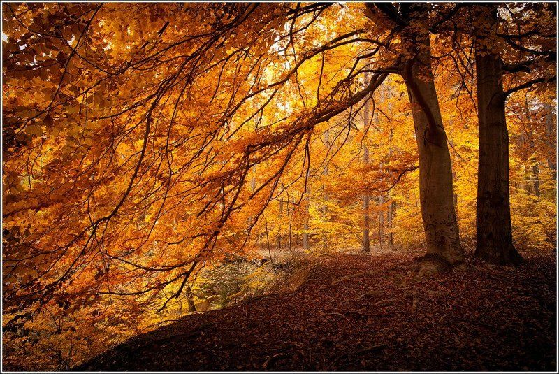 Осеньphoto preview