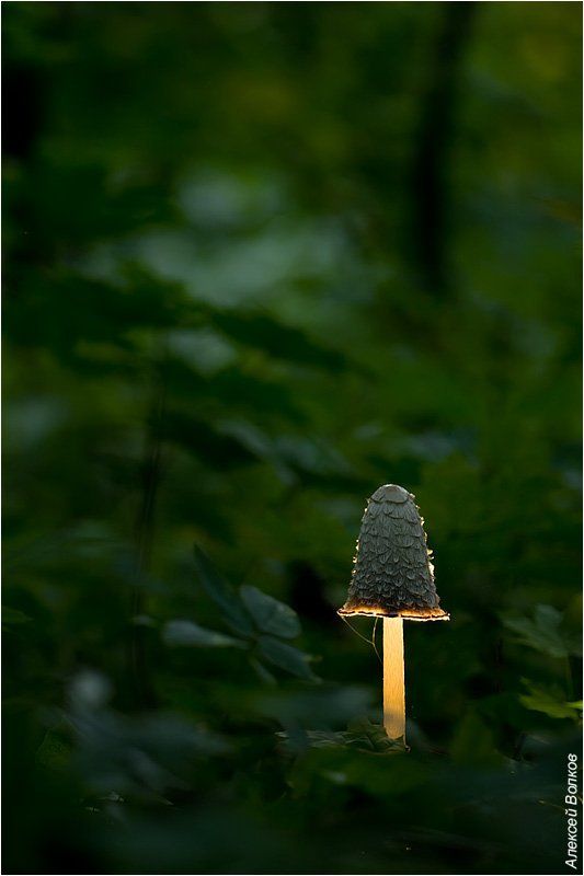 белый навозник, гриб, парк, утро, coprinus comatus А свет не погасилиphoto preview