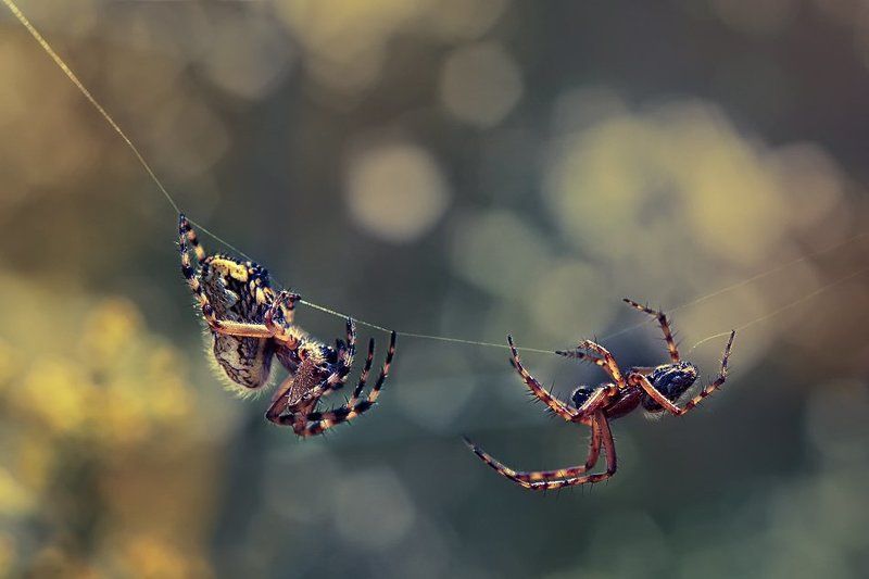 паук ***photo preview