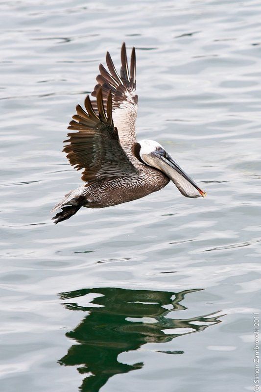 pelican, morro bay, california, usa Рыболовphoto preview