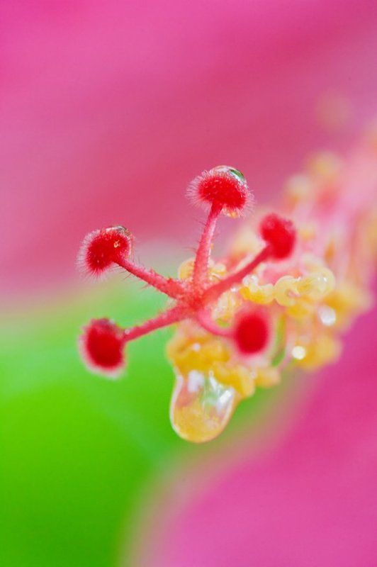 Гибискусphoto preview