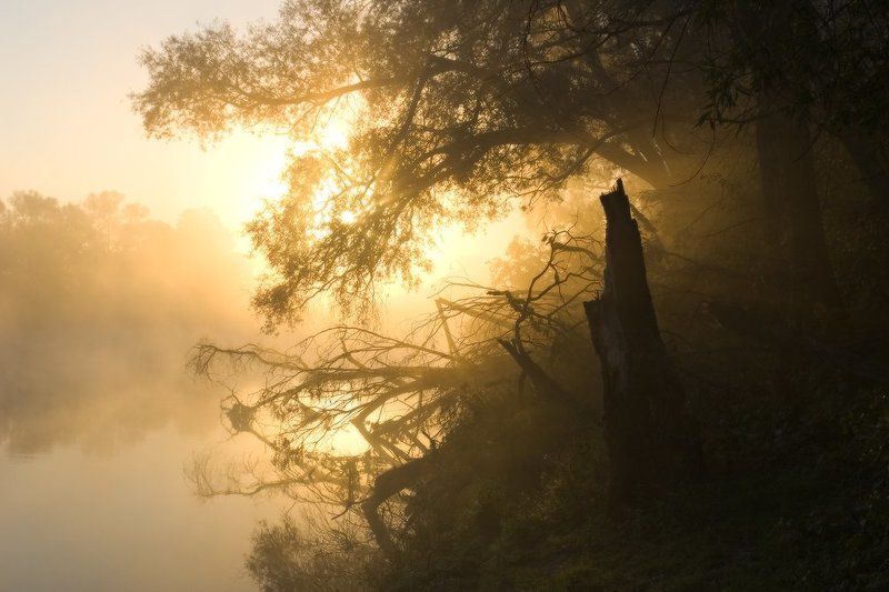 свет, солнце, утро, восход, река, туман, десна, деревья, силуэты, украина, пироговка Сила светаphoto preview