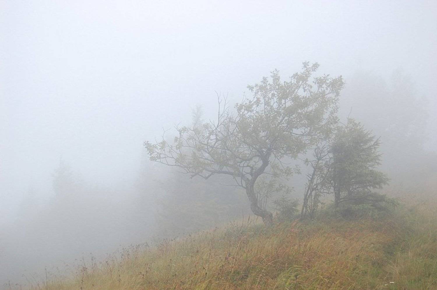 Спокій / Calm. Автор: Я карпати, Я