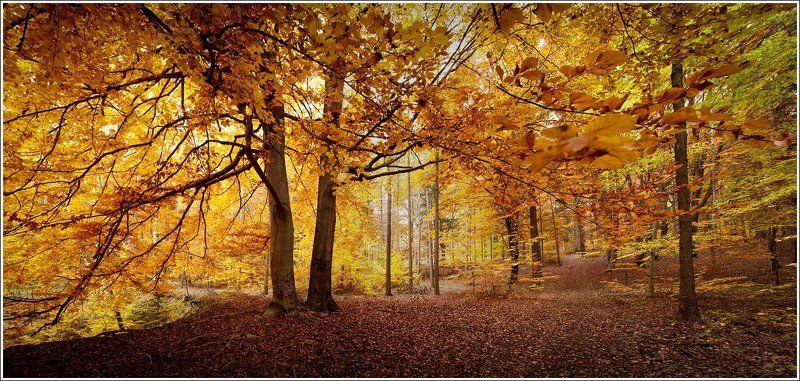 чехия, лес воспоминания о Робине Гудеphoto preview