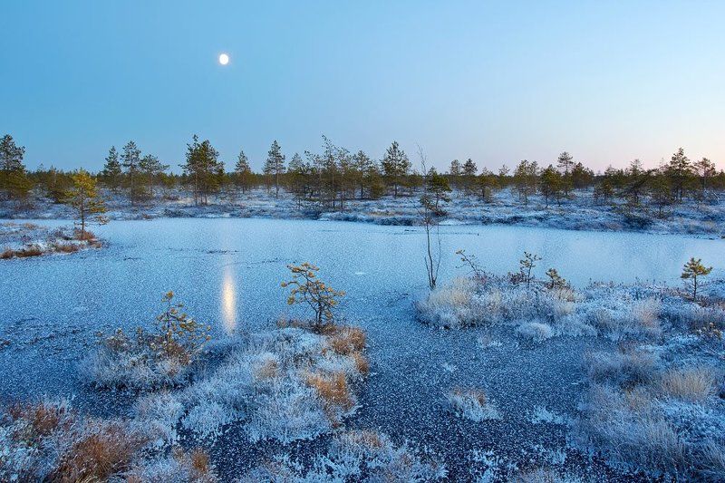 луна, болото, сумерки Луна и болотоphoto preview