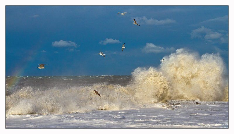 Черное море и чайкиphoto preview