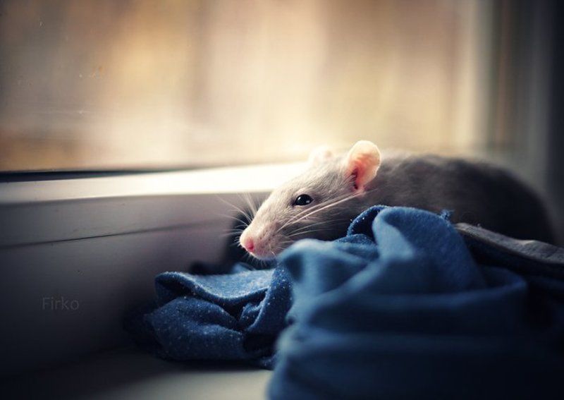 rat\'s named risyaphoto preview