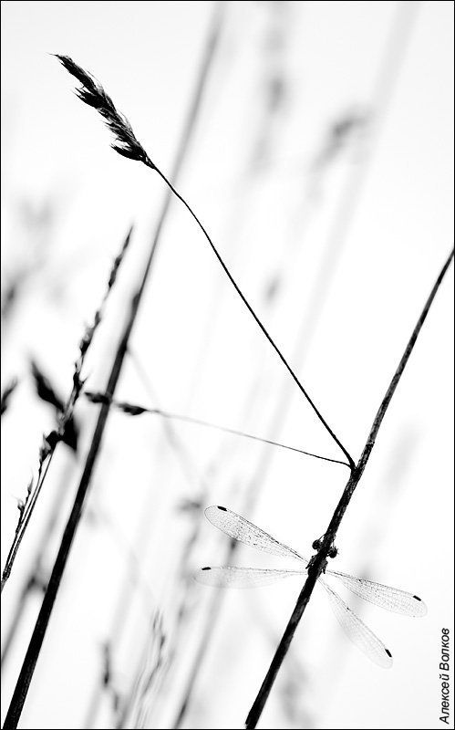 стрекоза, трава, утро Капчаphoto preview