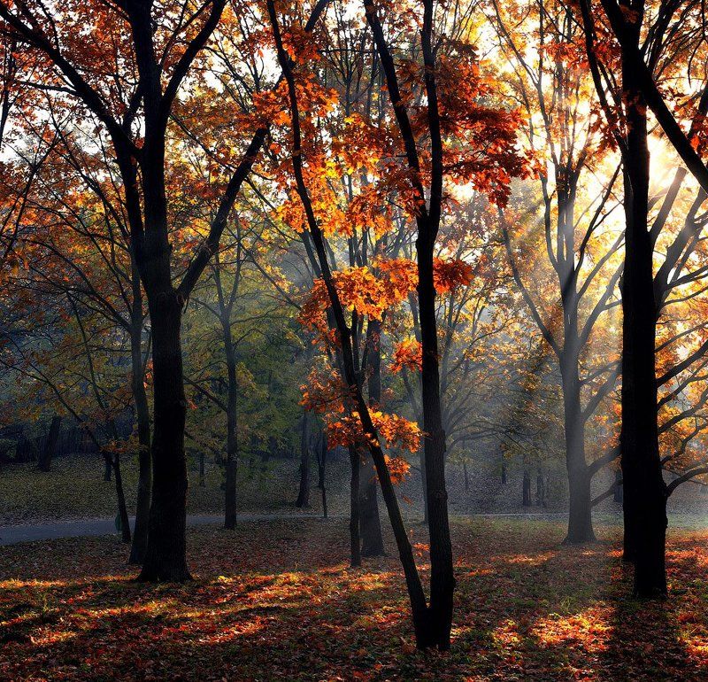 oceннее утроphoto preview