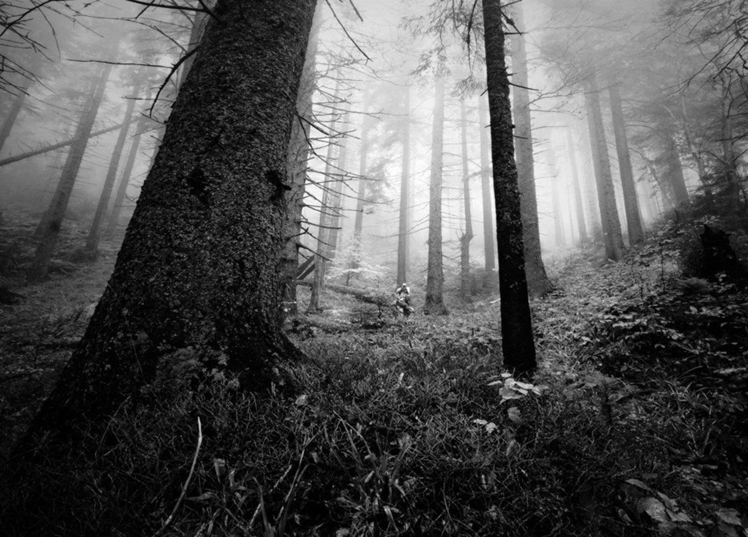 природа, пейзаж, лес, нанорама, туман, люди, карпаты, Piligrim