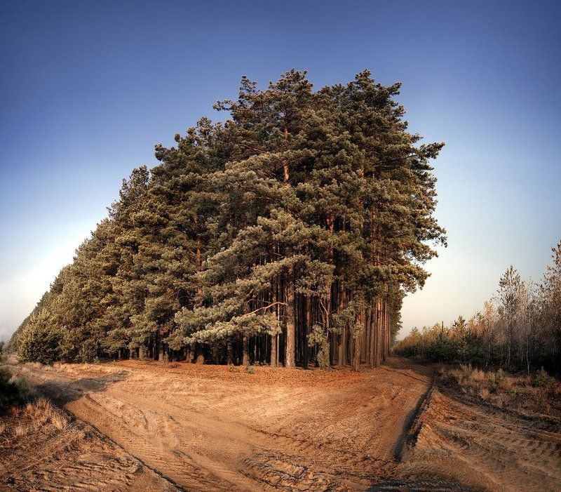 лес, полесье Полесский Титаникphoto preview