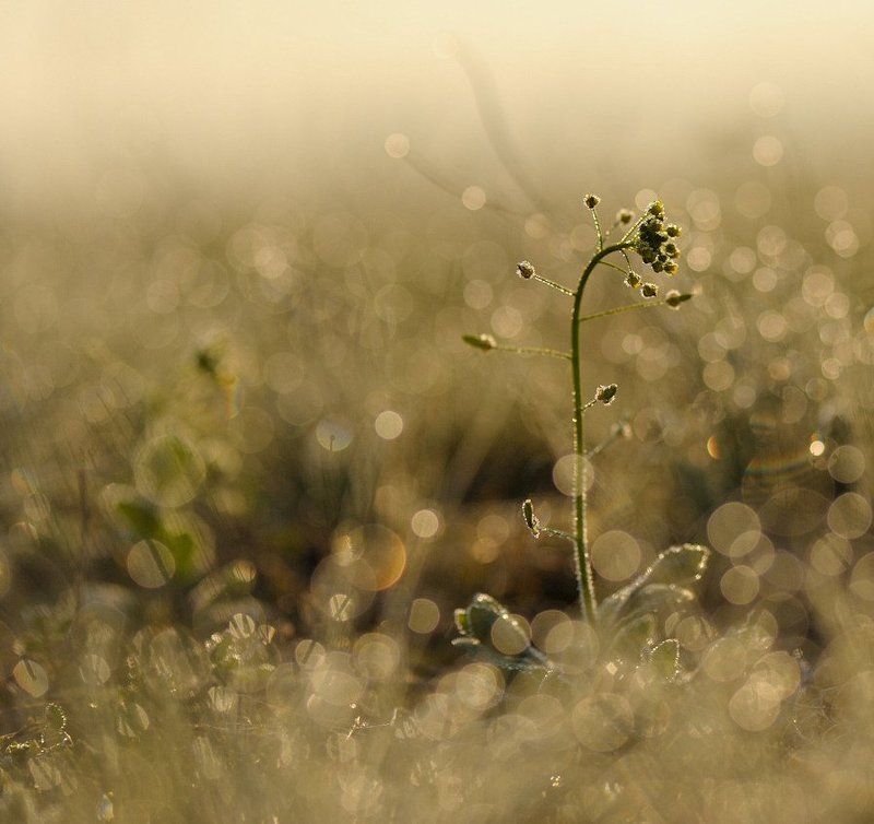 Весну что-то вспомнил :(photo preview
