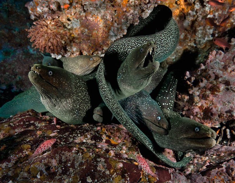 мурена Родственничкиphoto preview