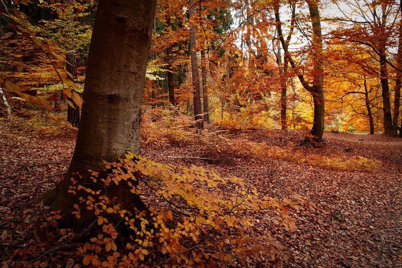 осень, чехия Осеннею тропою....photo preview