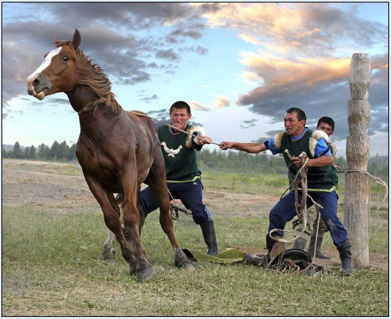 горный алтай, эл-ойын, лошади Эл-Ойын.photo preview