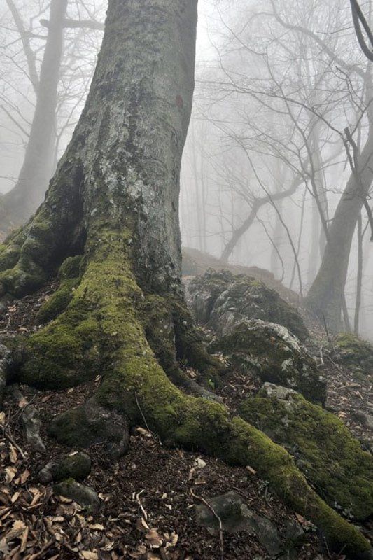 Туман в горном лесуphoto preview