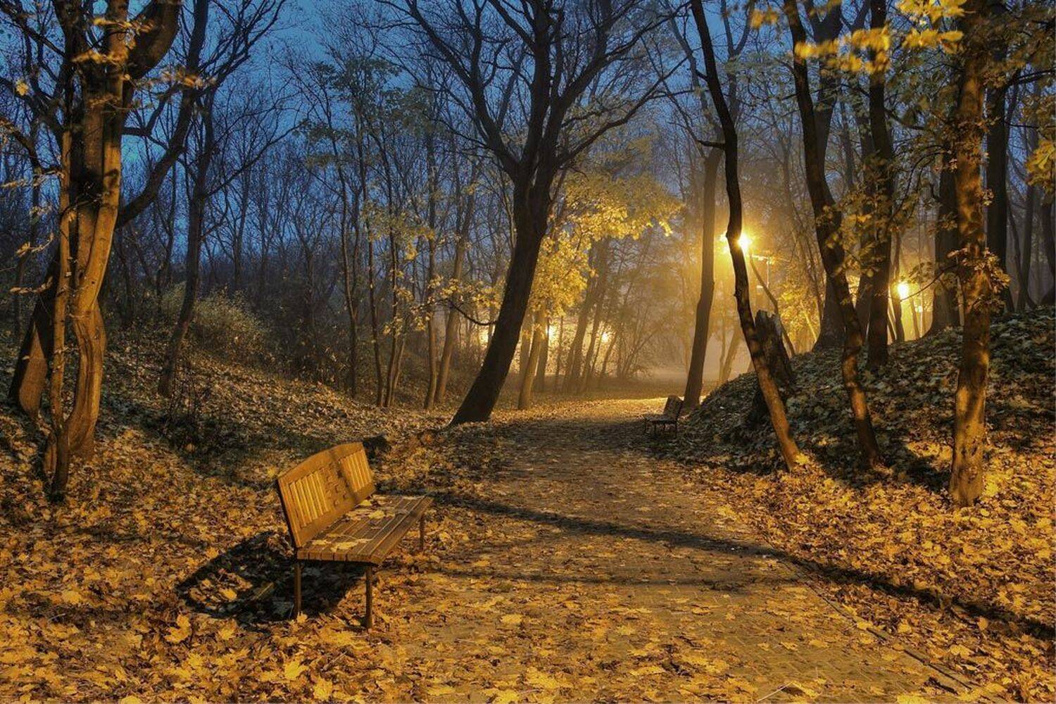 Утро в парке. Автор: Павел Дунюшкин , Павел Дунюшкин