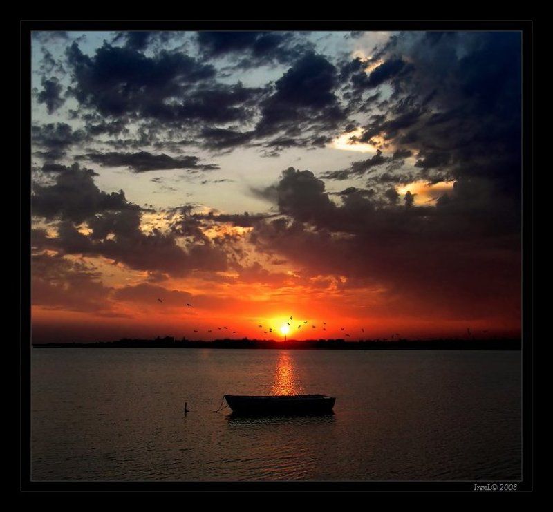 птицы летятphoto preview