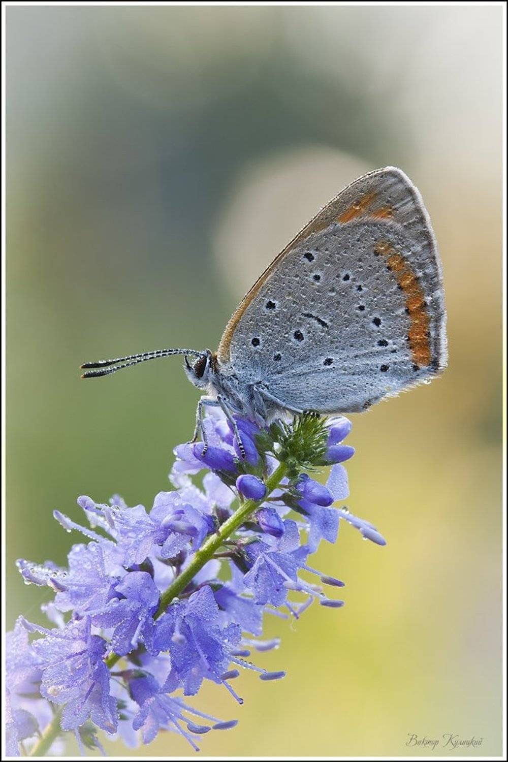 , Виктор Кулицкий