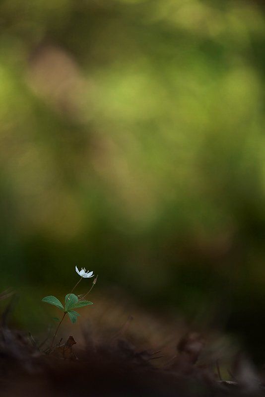 седмичник из летнегоphoto preview