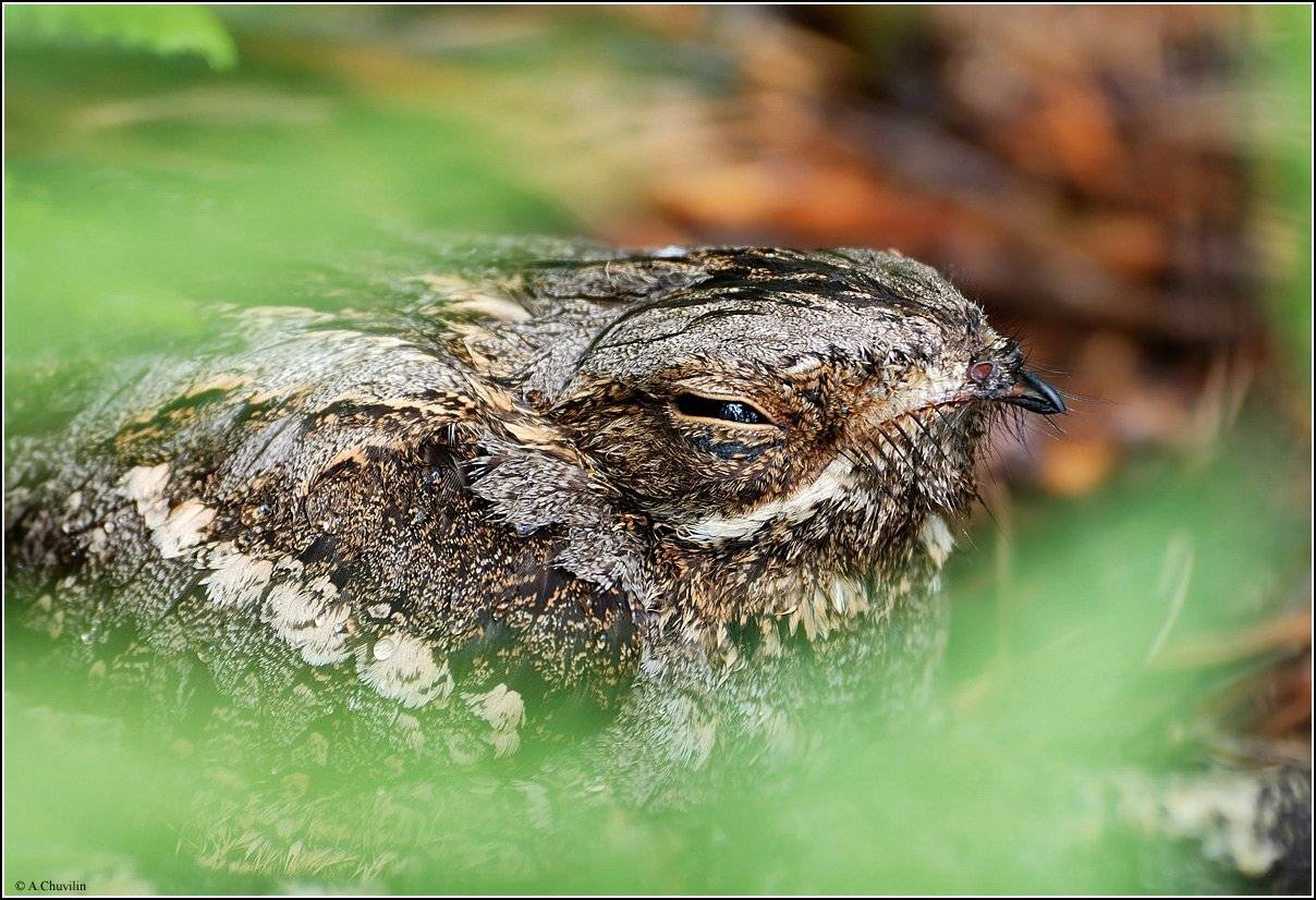Портрет Козодоя в зелёной раме. Автор: Александр Чувилин козодой,июнь, Александр Чувилин