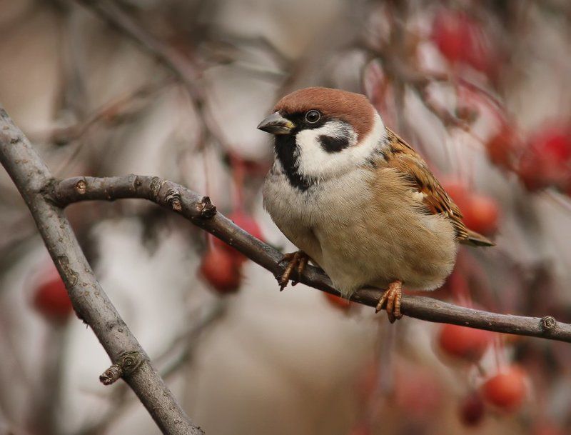 птицы, , животные Воробушек.photo preview