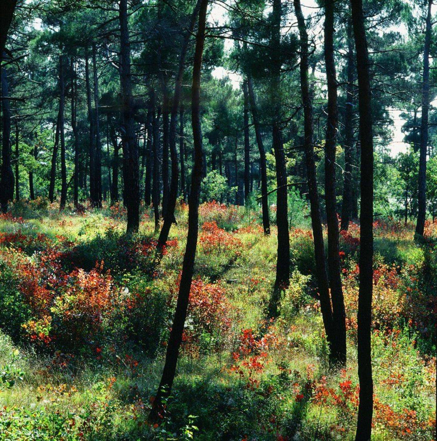 С элементами скумпии. Автор: Эдуард Перов , Эдуард Перов