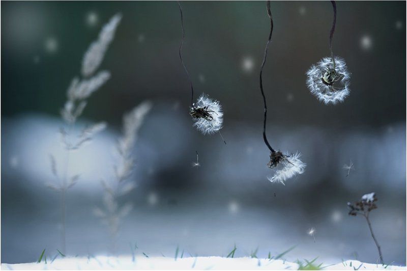 снег, одуванчики, зима Сказочка про первый снег...photo preview