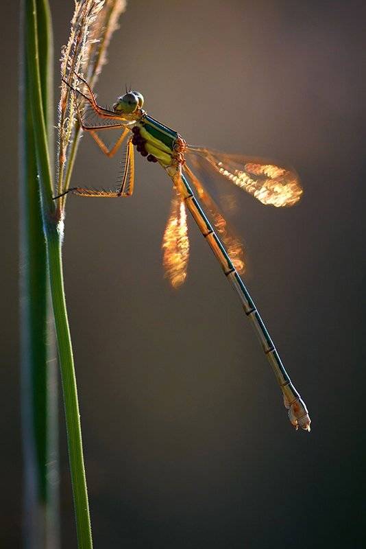 Мадиэль. Автор: Vladimir Neimorovets стрекоза, северо-западный кавказ, краснодарский край, odonata, lestes parvidens, макро, macro, insecta, dragonfly, Vladimir Neimorovets